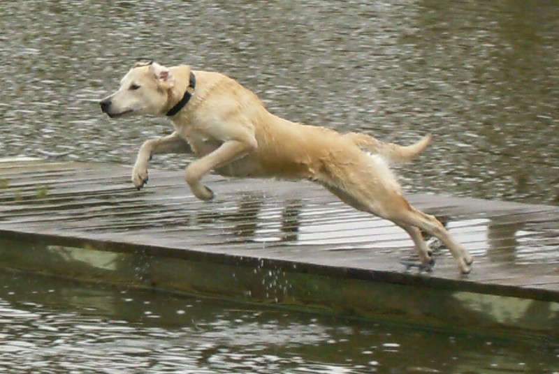 Dog jumping into lake