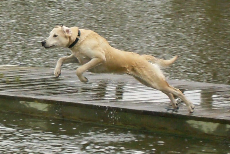 Dog jumping in lake