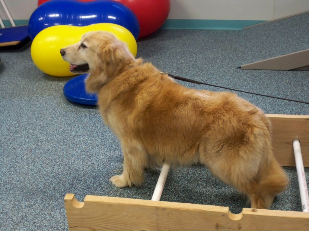 Dog in Rehabilitation