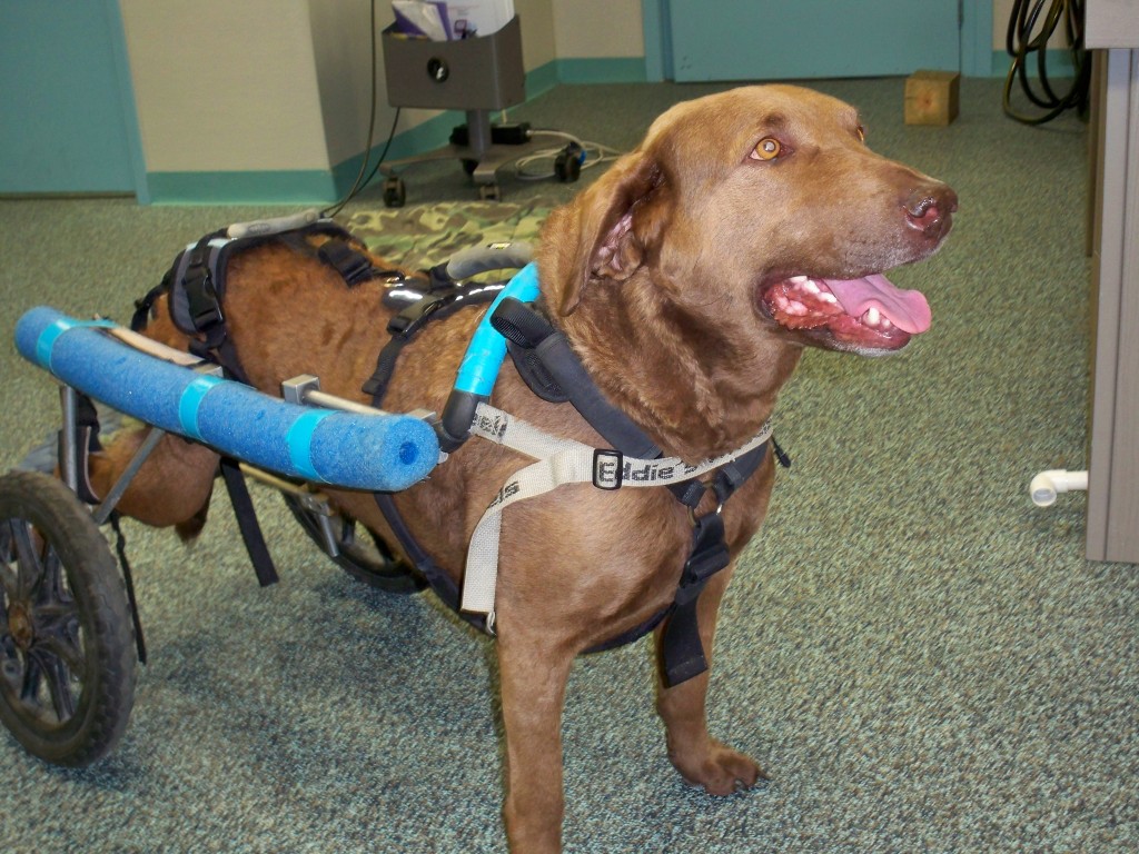 Dog in a Walking Cart