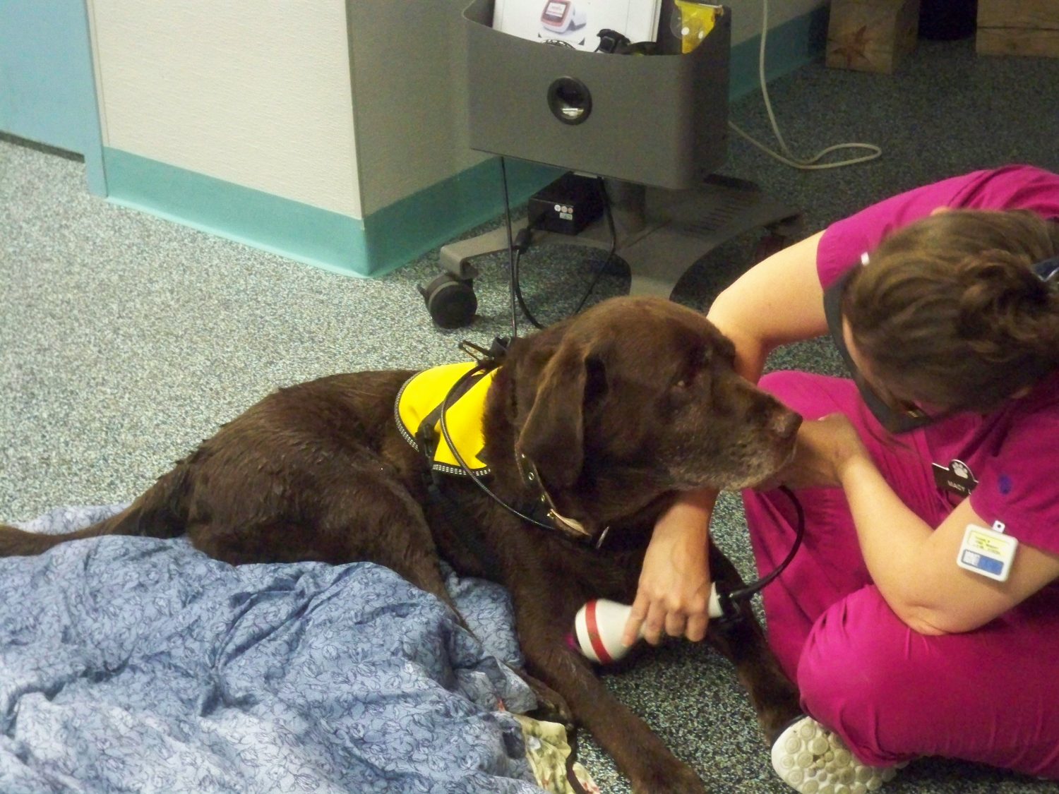 Lasering aching elbows that are caring much of a weaker dog’s body weight.