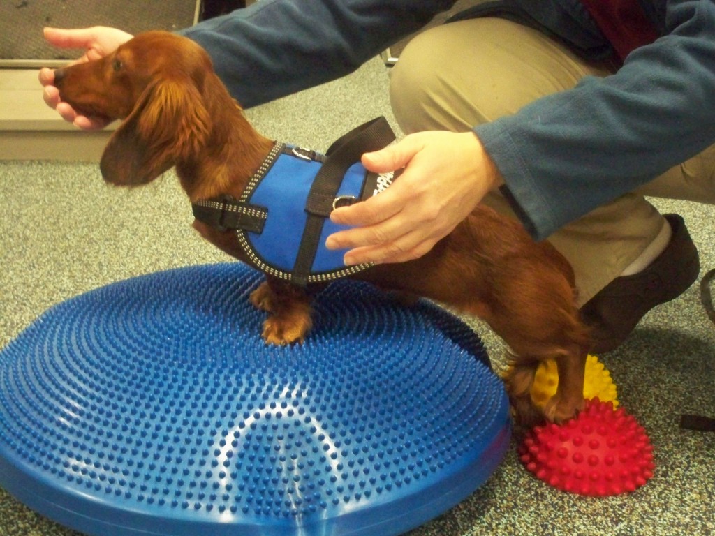 Daschund in Recovery