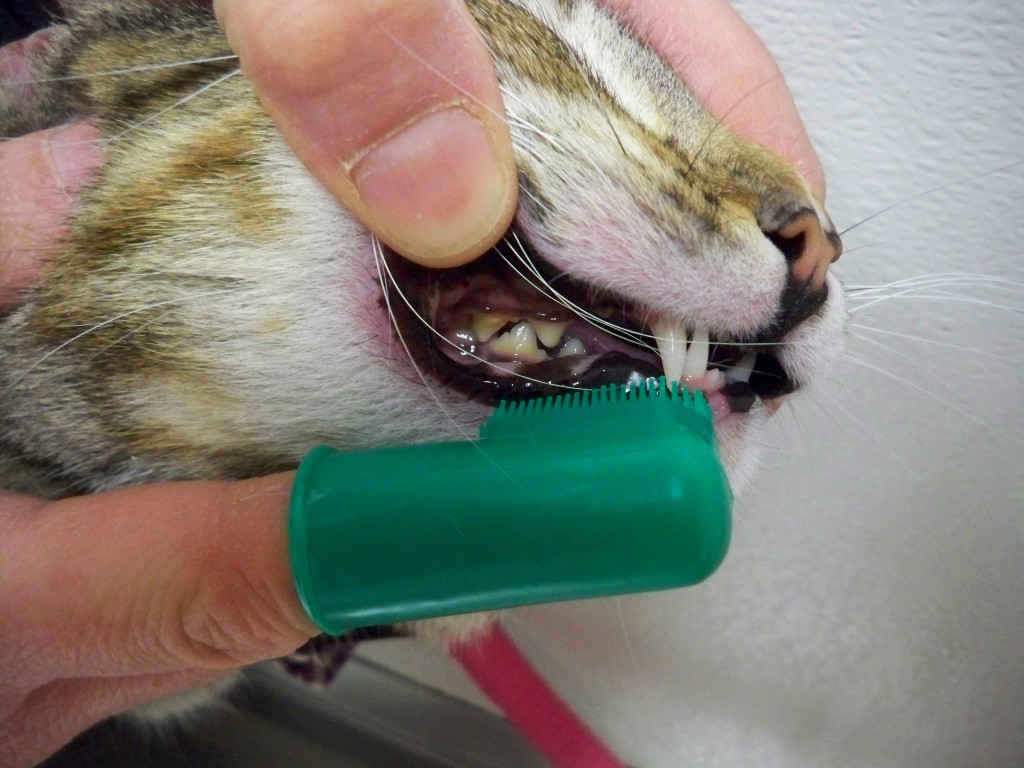 Brushing Cats teeth