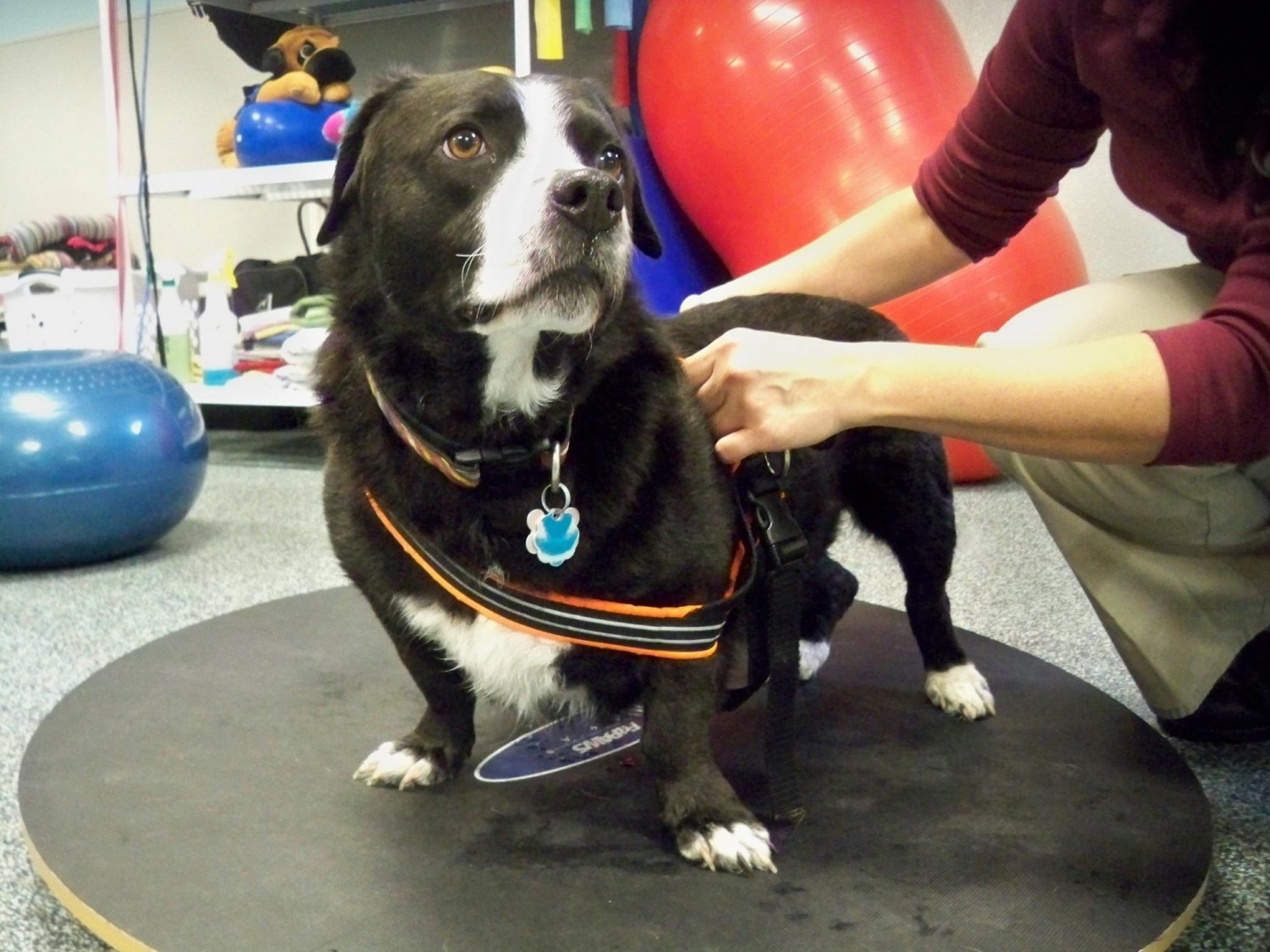 Dog in Rehab Therapy