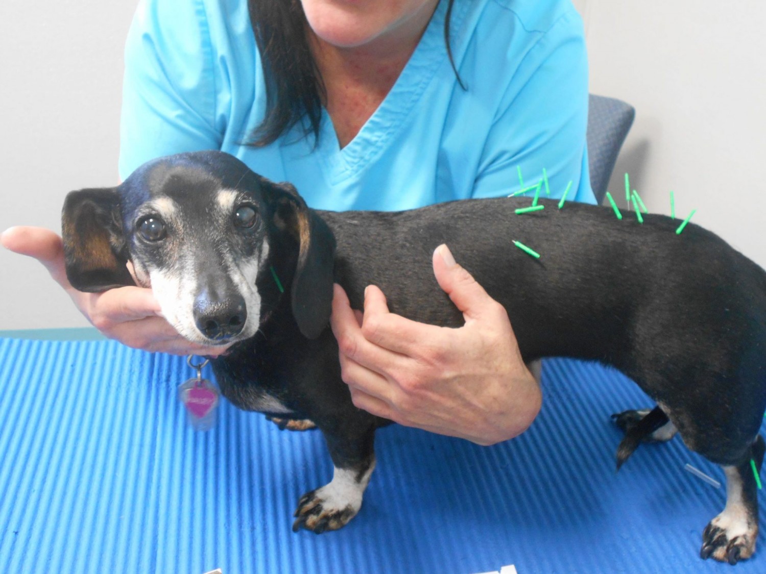 Dog getting Acupuncture