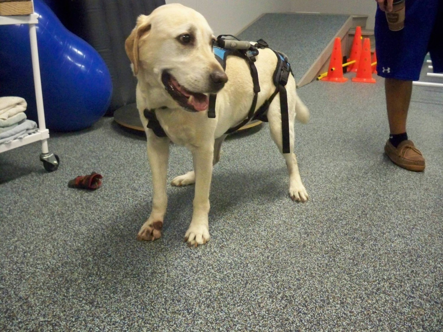Dog in Help Harness