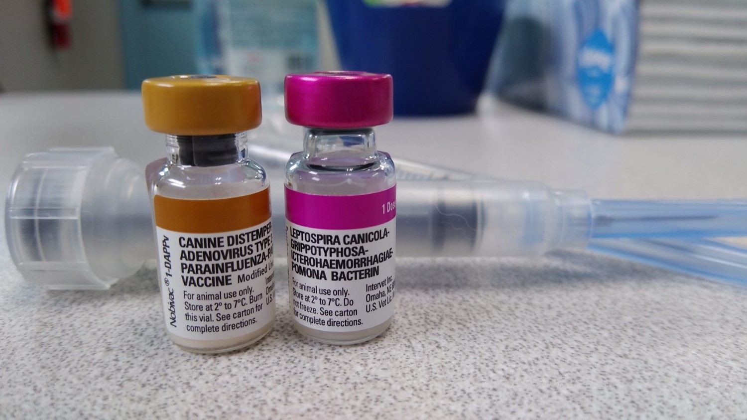 What Does a Distemper Shot Do for a Dog