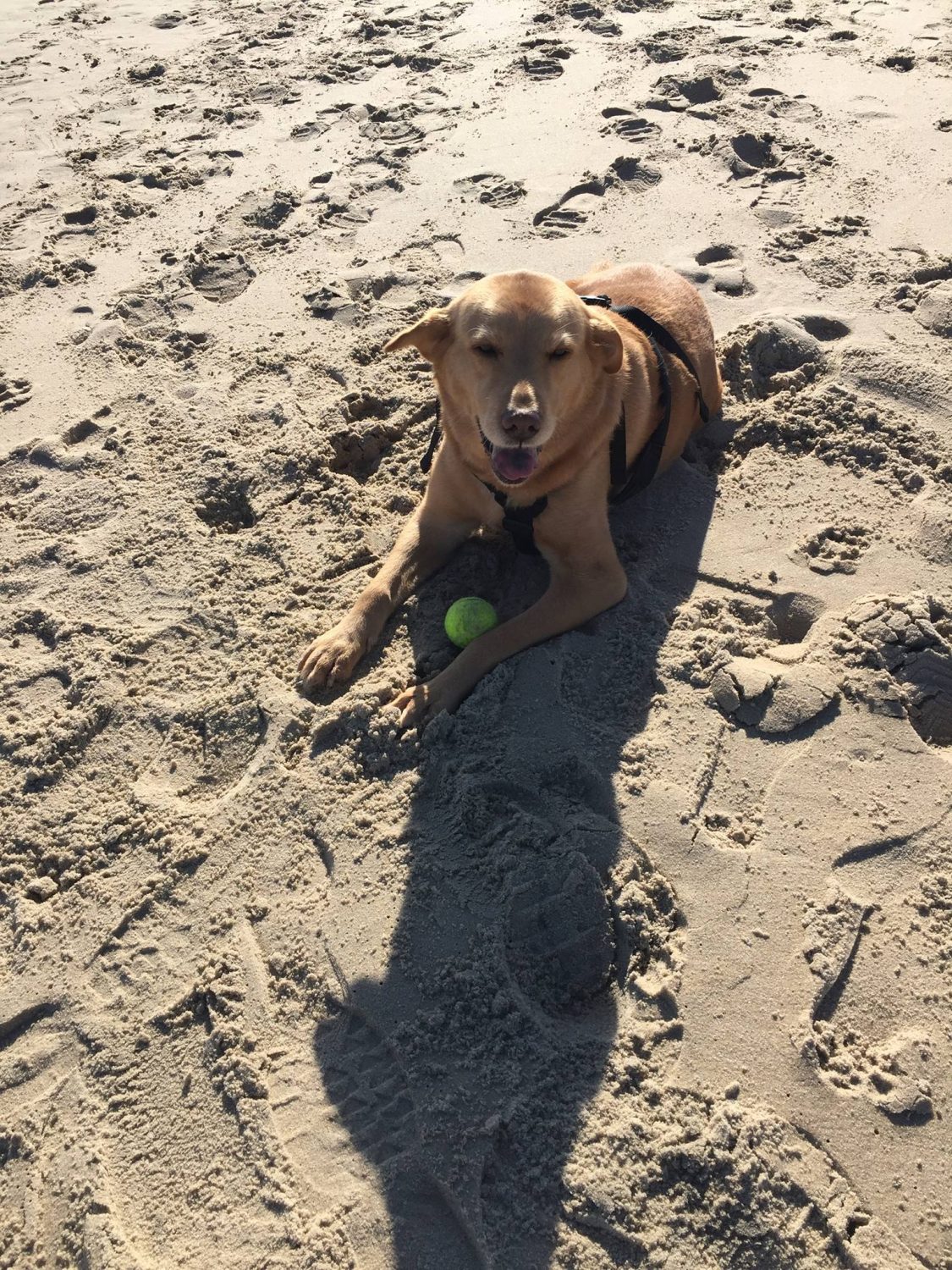 Dog on beach