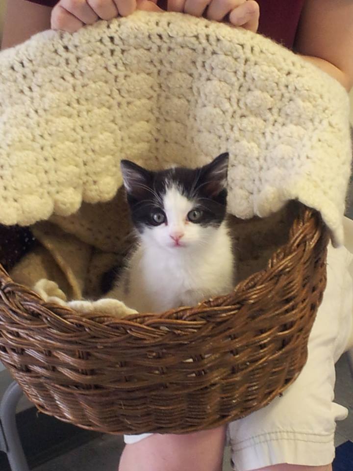 Cat in a basket