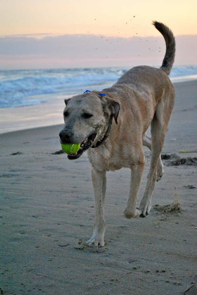 Dog with ball on beach