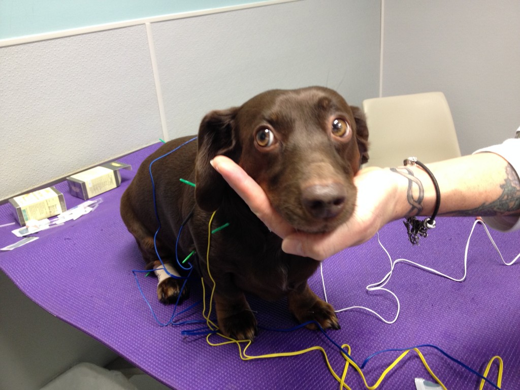 Brown Dog receiving treatment