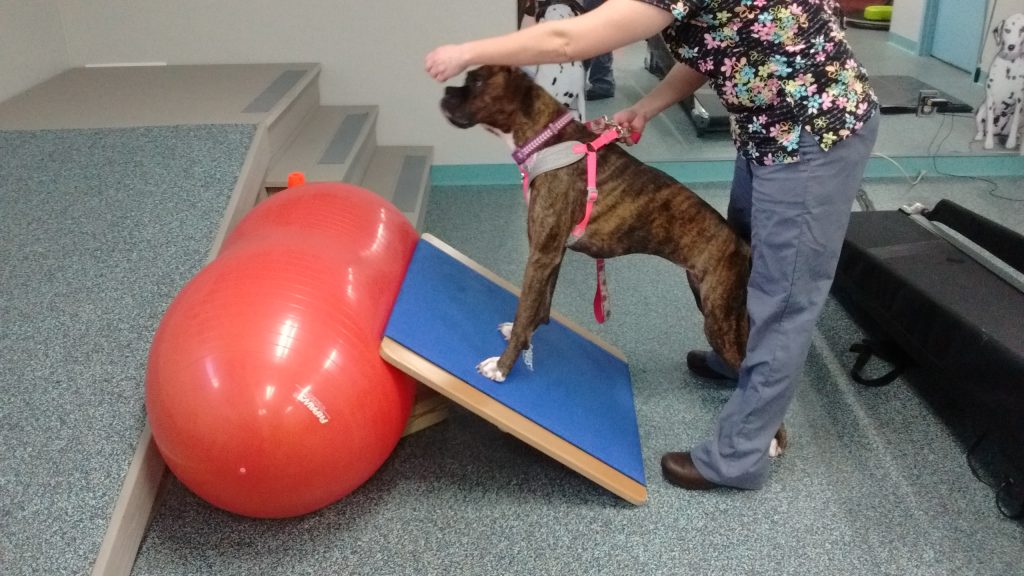 Dog in rehab