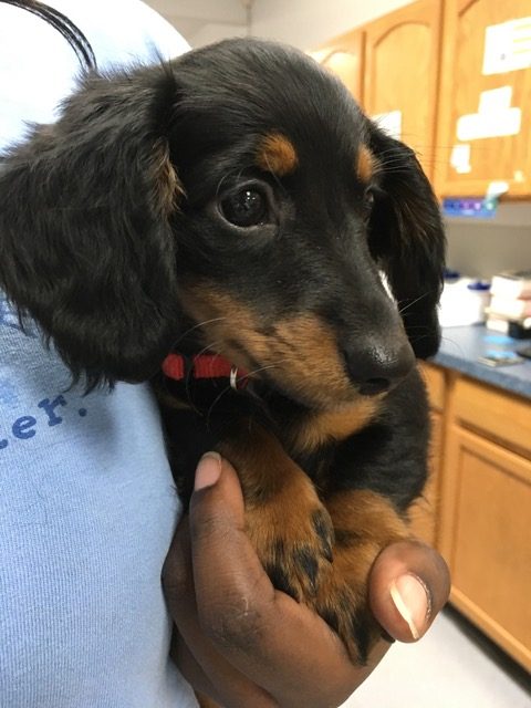 Black and Brown Puppy