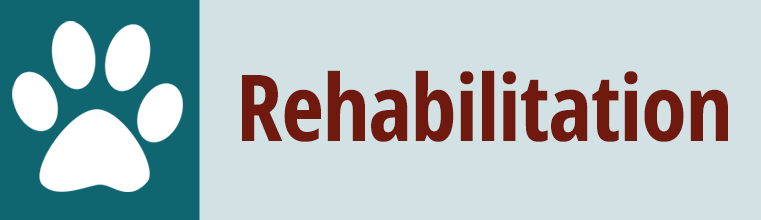 Rehabilitation Button