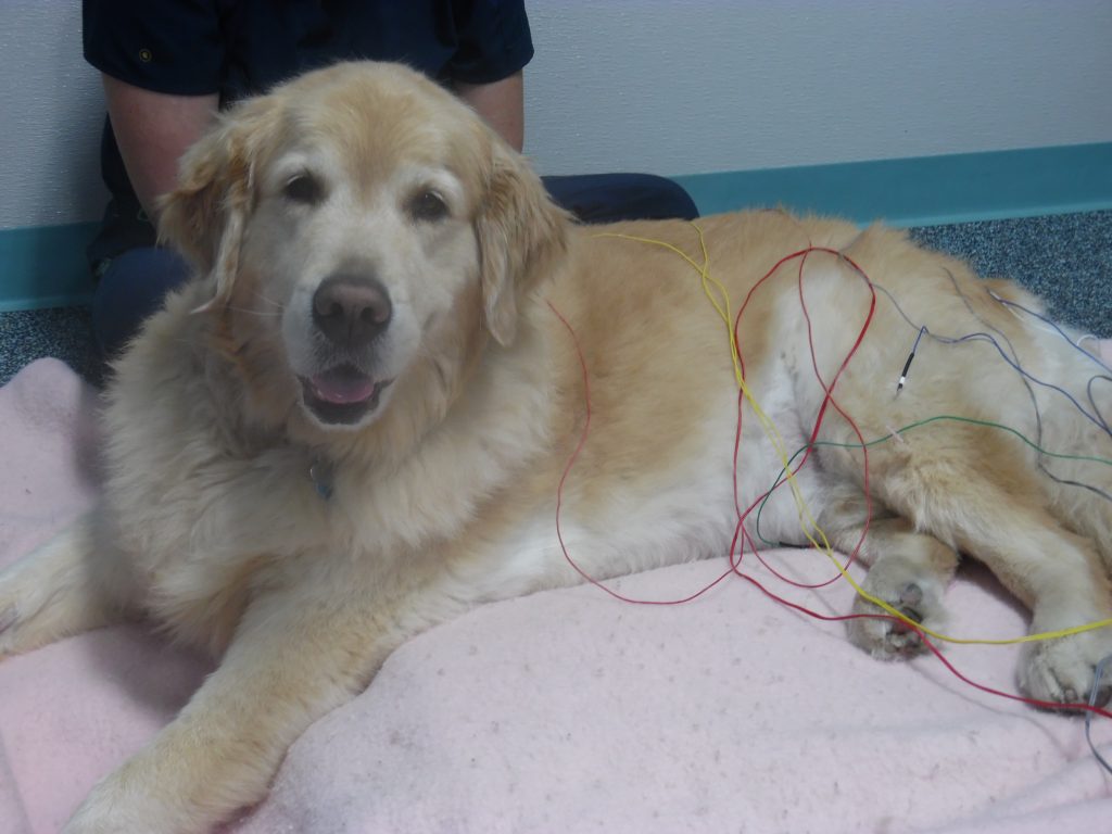 Dog in treatment