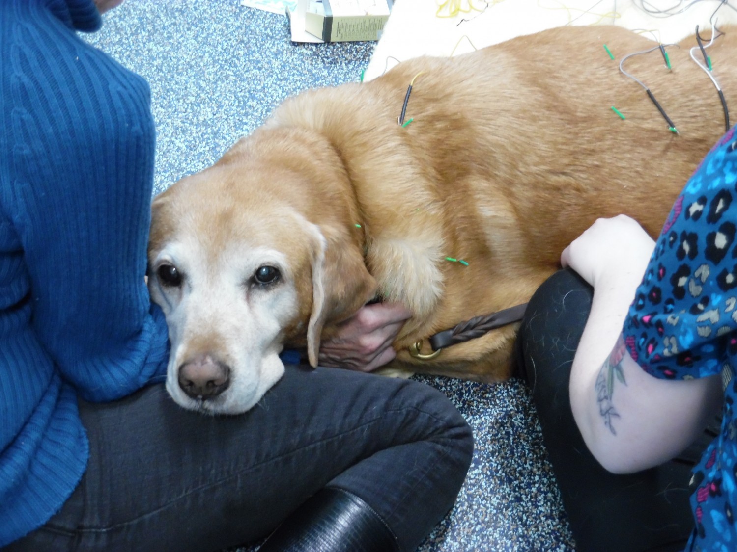 Dog getting acupuncture