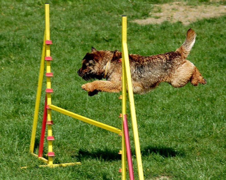 Agility Dog