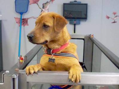 Haven Lake Animal Hospital - Milford, DE - Home Haven Lake Animal Hospital - Milford, DE - Home