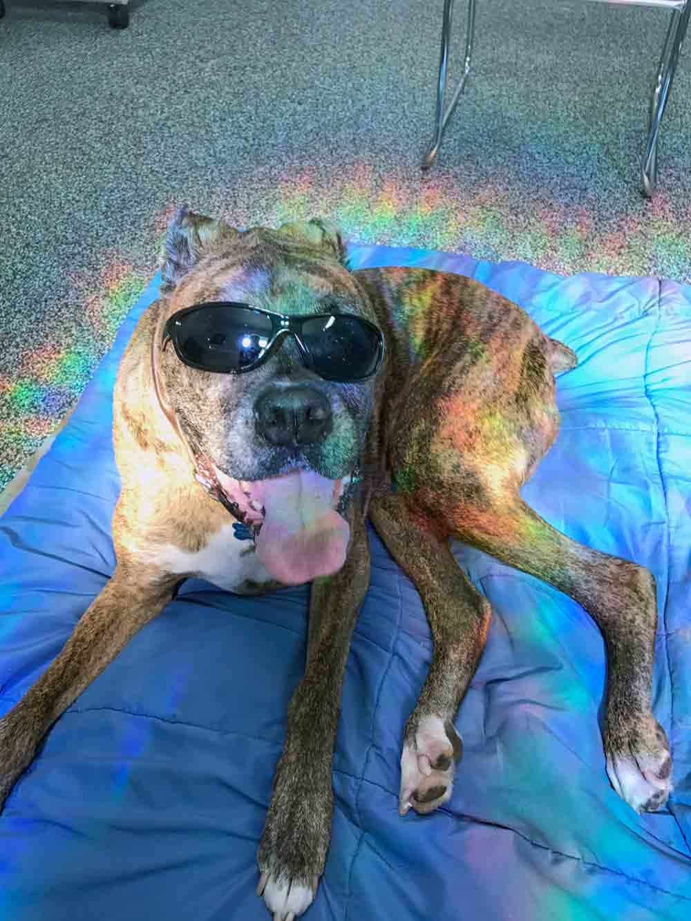Class IV therapeutic laser on dog Class IV therapeutic laser on dog