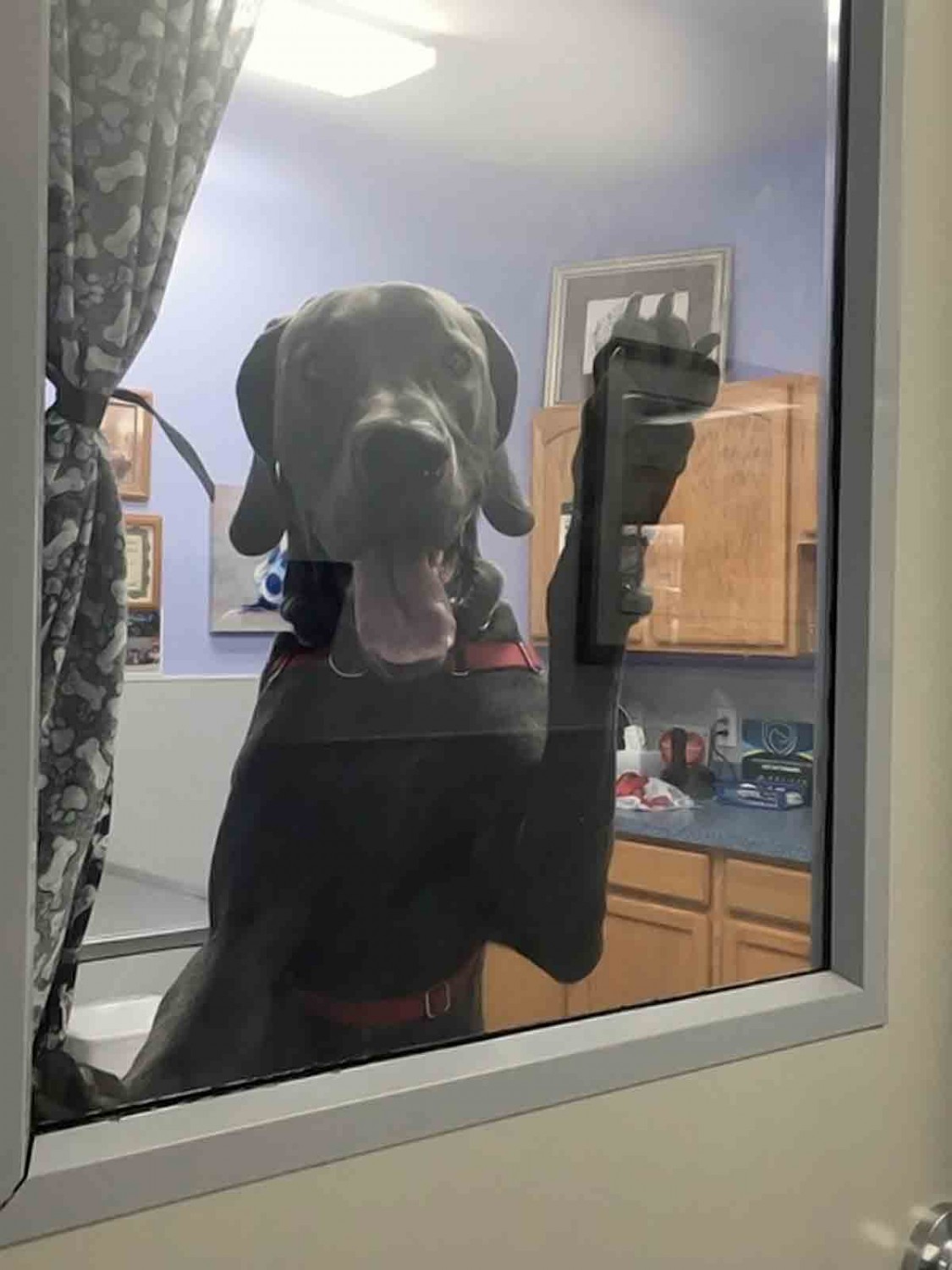 Dog at the window