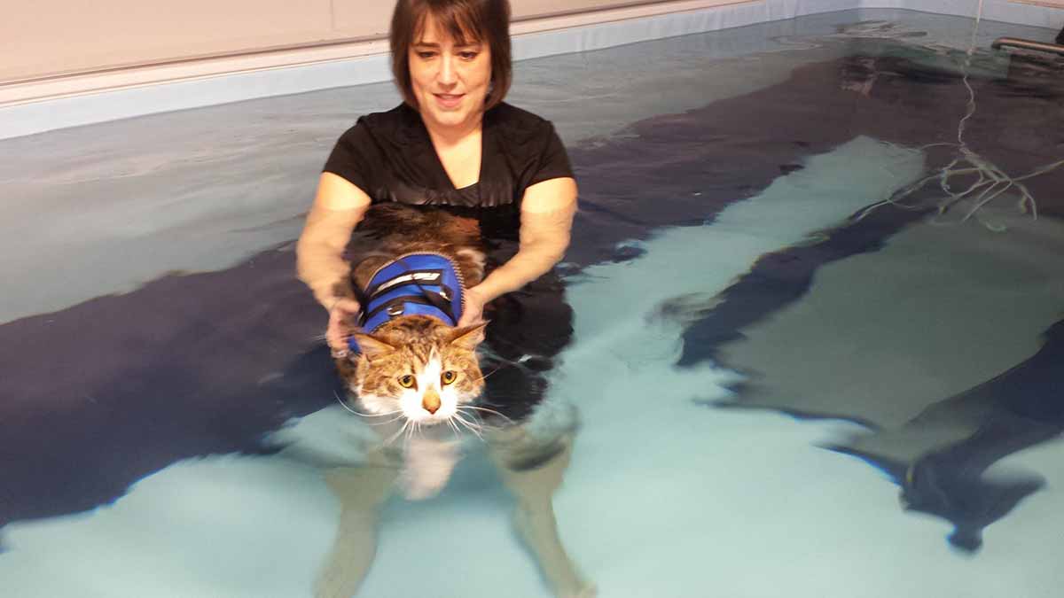 Cat in Therapy Pool