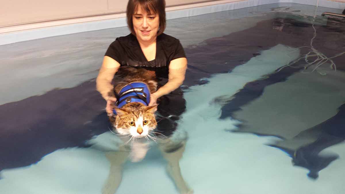 Cat in Therapy Pool Cat in Therapy Pool