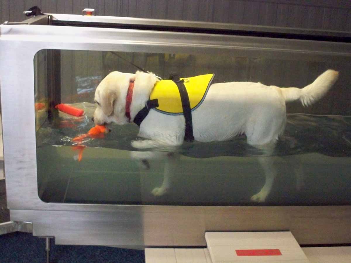 Underwater Treadmill - Haven Lake Animal Hospital - Milford DE 
